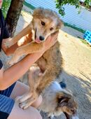 Holly, Welpe, Junghund Hündin weiblich 7 Monate aus Bosnien sucht ein Zuhause in 55286