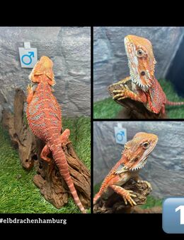 4 High Red Monster Blue line Bartagamen (pogona vitticeps) NZ April 2025 - Hamburg Wandsbek