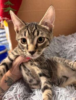 Mochi - entzückende Persönlichkeit - Süderbrarup