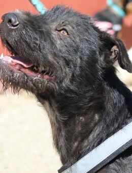 Jack, zutraulich, freundlich, agil - Westerholt