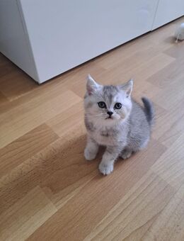 BKH Kitten - Leipzig West