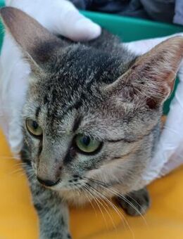 Kater Akari sucht sein Zuhause - Margetshöchheim