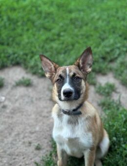 Arika, wunderschön und sanft - Süderholz