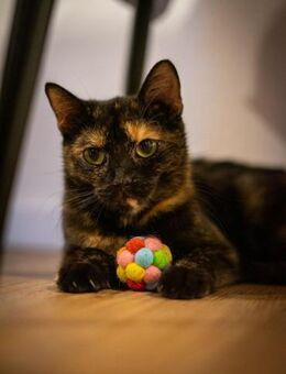 Butterfly- zart, sanft - Hochheim (Main)