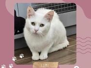 Katze Lumi sucht ihr Körbchen - Lalendorf