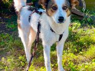 Schlappohren Lilly (2) sucht liebes Zuhause 🩷 - Köln