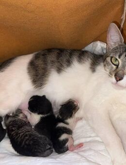 Wundervolle Katzenbabys haben soeben die Welt erblickt (04.07.) - Saarbrücken