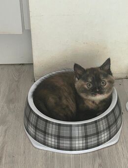 🐾 Wunderschöne Perser-BKH-Mix Kitten – Erster Wurf in liebevolle Hände abzugeben - Ibbenbüren