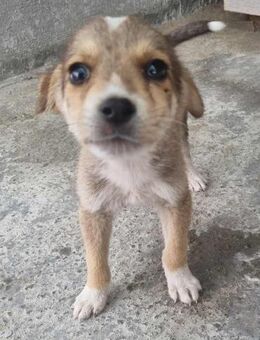 Vasco von kettenlos - Bollingstedt