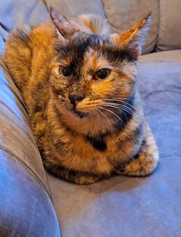 Katze Lina - Zielitz