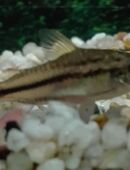 Zwergpanzerwelse, pygmaeus in 97618