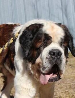 Bootsmann, Traumhund mit Handicap - Neuhausen (Spree)