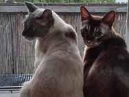 Bengal Kater 5 Jahre liebevolles neues Zuhause gesucht - Aschaffenburg