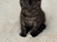 BKH - Bengal - Mix Kitten - Herne