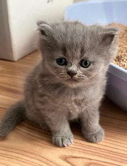 BKH/BLH Kitten suchen ein Zuhause - Viersen