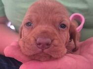 Magyar vizsla welpen mit ahnentafel - Deggendorf