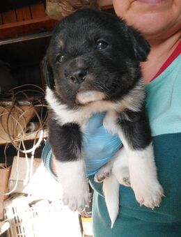 Alladiah sucht eine Familie - Celle