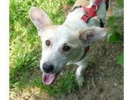 Alfie - wartet in 96160 Geiselwind - Oberwies