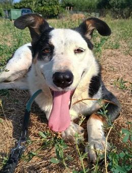 LOUISA - tapfere, freundliche Hundedame - Aerzen