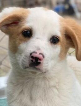 Haku, geb. ca. 08/2025, GRIECHENLAND - Euskirchen