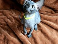 Canadian Sphynx Kitten mit Tasthaaren - Ludwigshafen (Rhein)