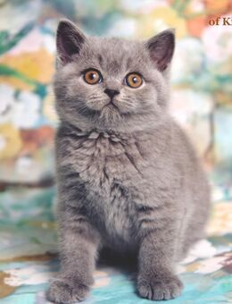 BKH Kater Kitten mit STAMMBAUM - Düsseldorf