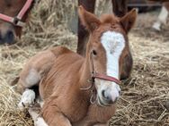 deutsches Reitpony Stutfohlen - Treuen