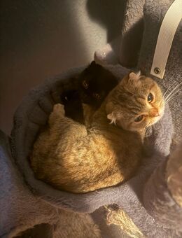 3 Süße Hauskatzen - Berlin