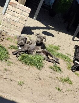 Cane Corso welpen - Beeskow