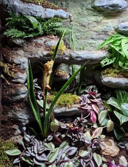 🦎 Kronengecko mit hochwertigem Terrarium abzugeben - Nürnberg Zentrum