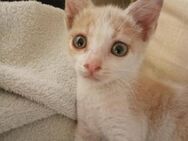 Gisell aus dem Tierschutz - Grevenbroich