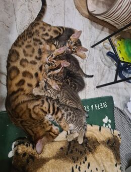 Bengal Kitten Baby - Hamburg