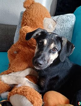 Elvis, fröhlicher, unkomplizierter Junghund sucht seine Familie - Bestensee