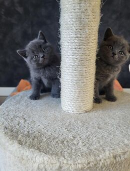 Bkh kitten - Lage Zentrum