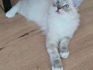 Ragdoll Kitten Abgabebereit Kätzchen - Sulzfeld (Baden-Württemberg)