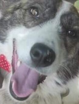 ♡Ventsislava♡ - sucht noch ihre Familie - Alfeld (Leine)