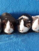 Süße Meerschweinchen suchen neues liebevolles Zuhause in 07613