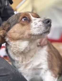 Babette Mix Hündin 4 Jahre alt in Ungarn - Reutlingen