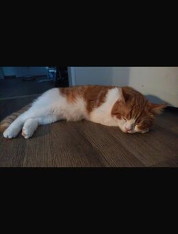BKH Kater - Mayen