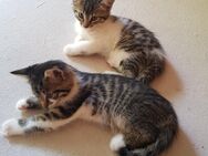 Katzenbabys Babykatzen Kitten - Odenbach