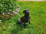 Bully X Rotti Mix - Anklam Zentrum