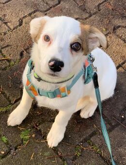 Hundekind sucht Bestplatz - Dillingen (Donau)