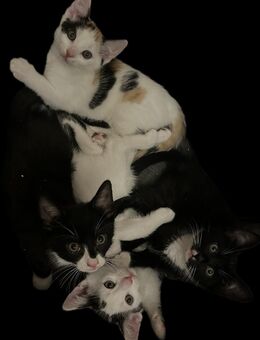 Babykatzen suchen ein neues Zuhause - Gera