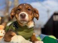 Mojo soll nicht im Shelter aufwachsen - Blankenheim (Nordrhein-Westfalen)