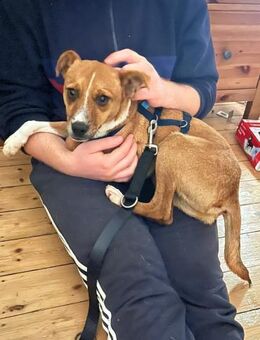 Pacco - der Kuschelpoet - Löwenberger Land