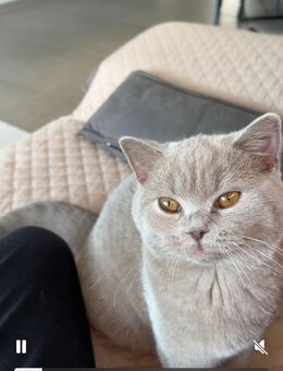 2 BKH Kitten (weiblich) – liebevoll & verspielt – abzugeben in 72147 Nehren - Nehren (Baden-Württemberg)