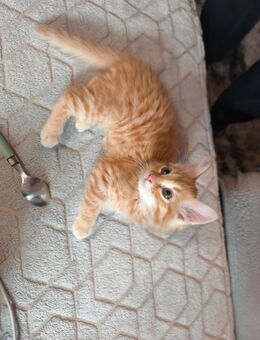 Bengal Mix kitten - Schweitenkirchen