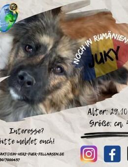 JUKY-bereit,die Welt mit Dir zu erkunden - Waakirchen