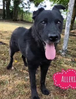 Alleria ein vergessenes Schatz - Flörsheim-Dalsheim