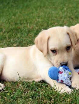 Labrador Welpen reinrassig mit Ahnentafel aus liebevoller Hausaufzucht - Eichenzell